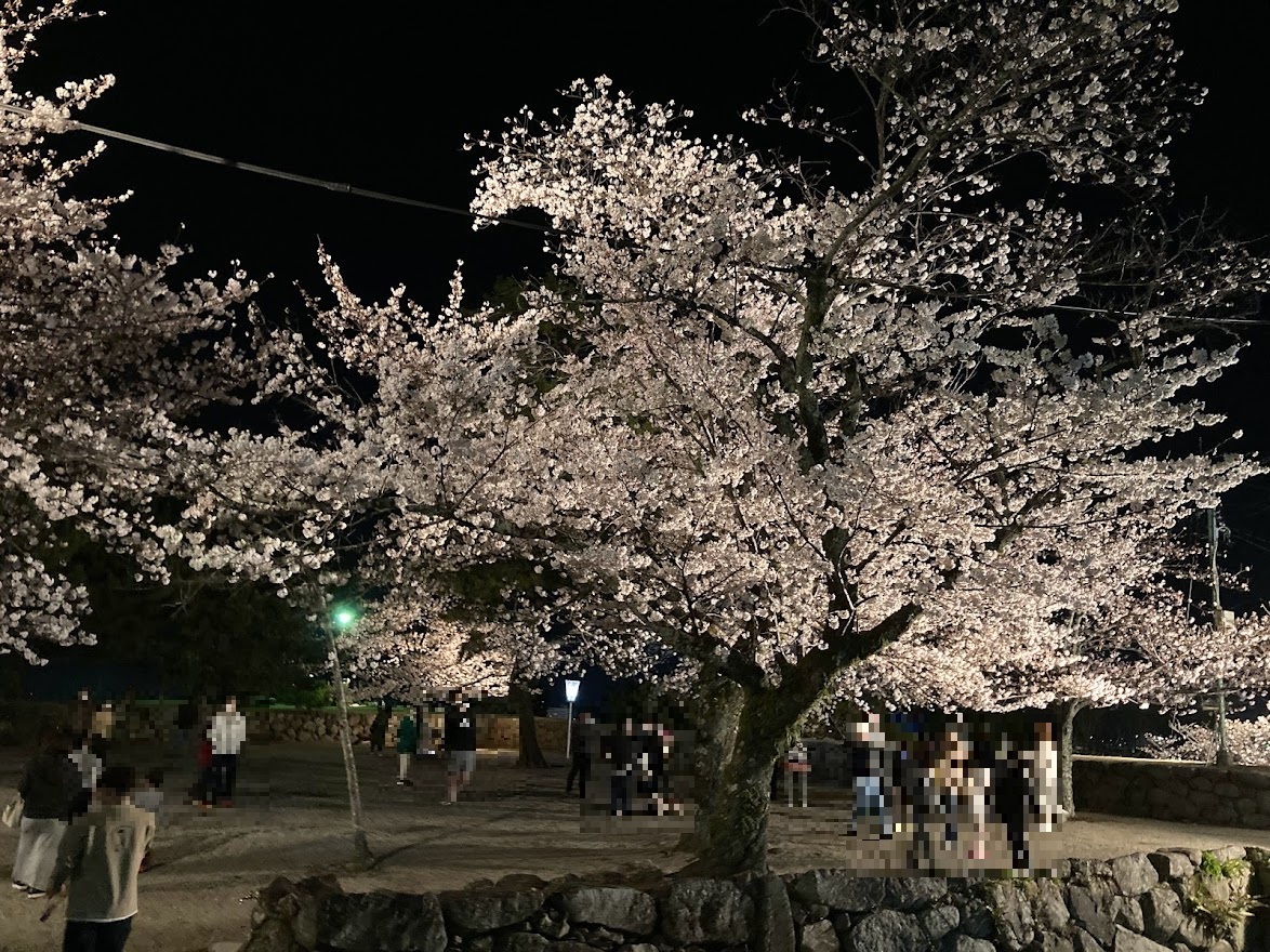 満開の桜が美しい松阪公園