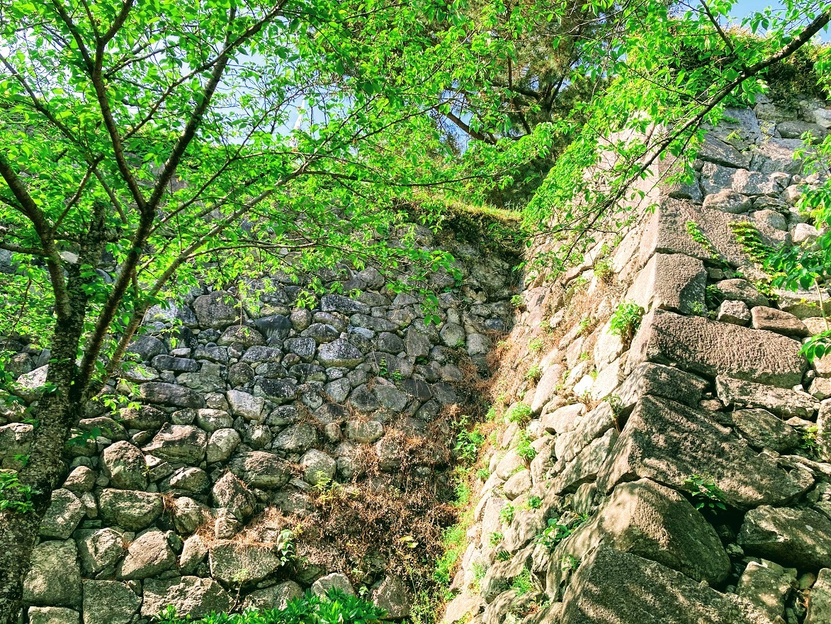 新緑が美しい松坂城跡