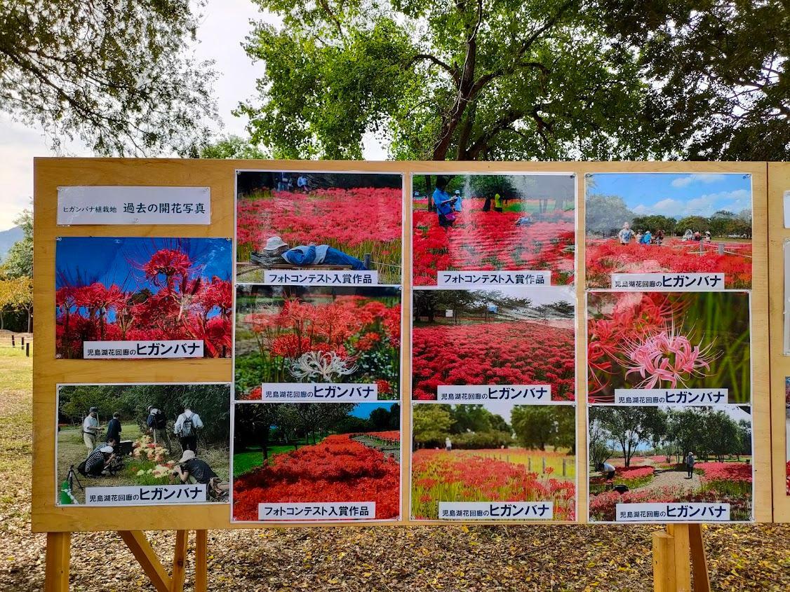 過去の開花写真