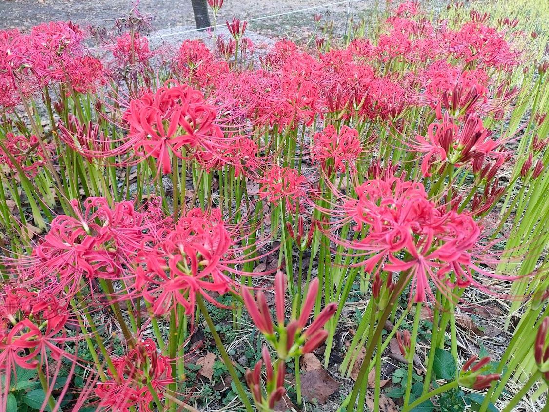 ヒガンバナ開花状況