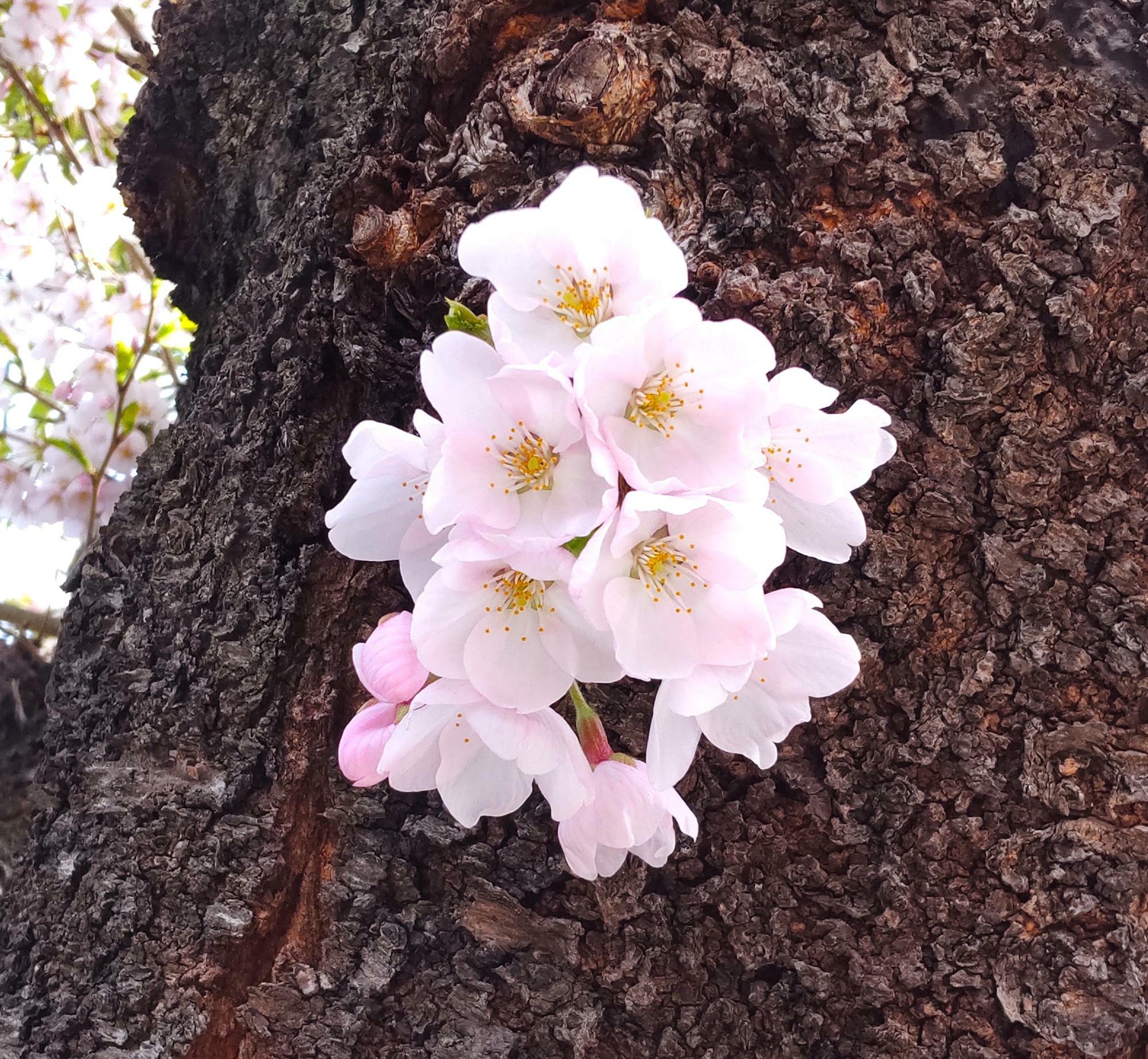 木の途中の愛らしい桜