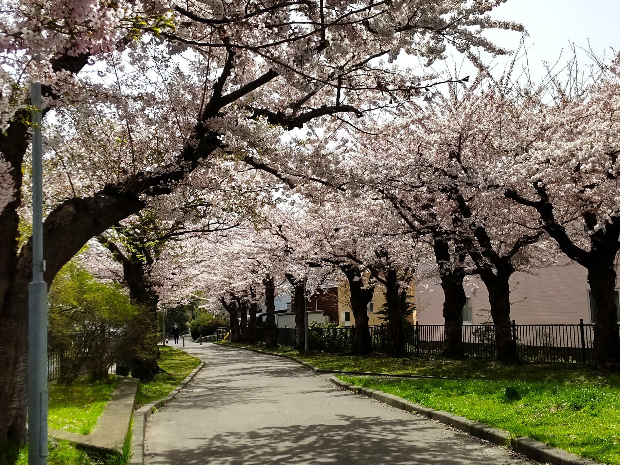 きれいに咲いた桜