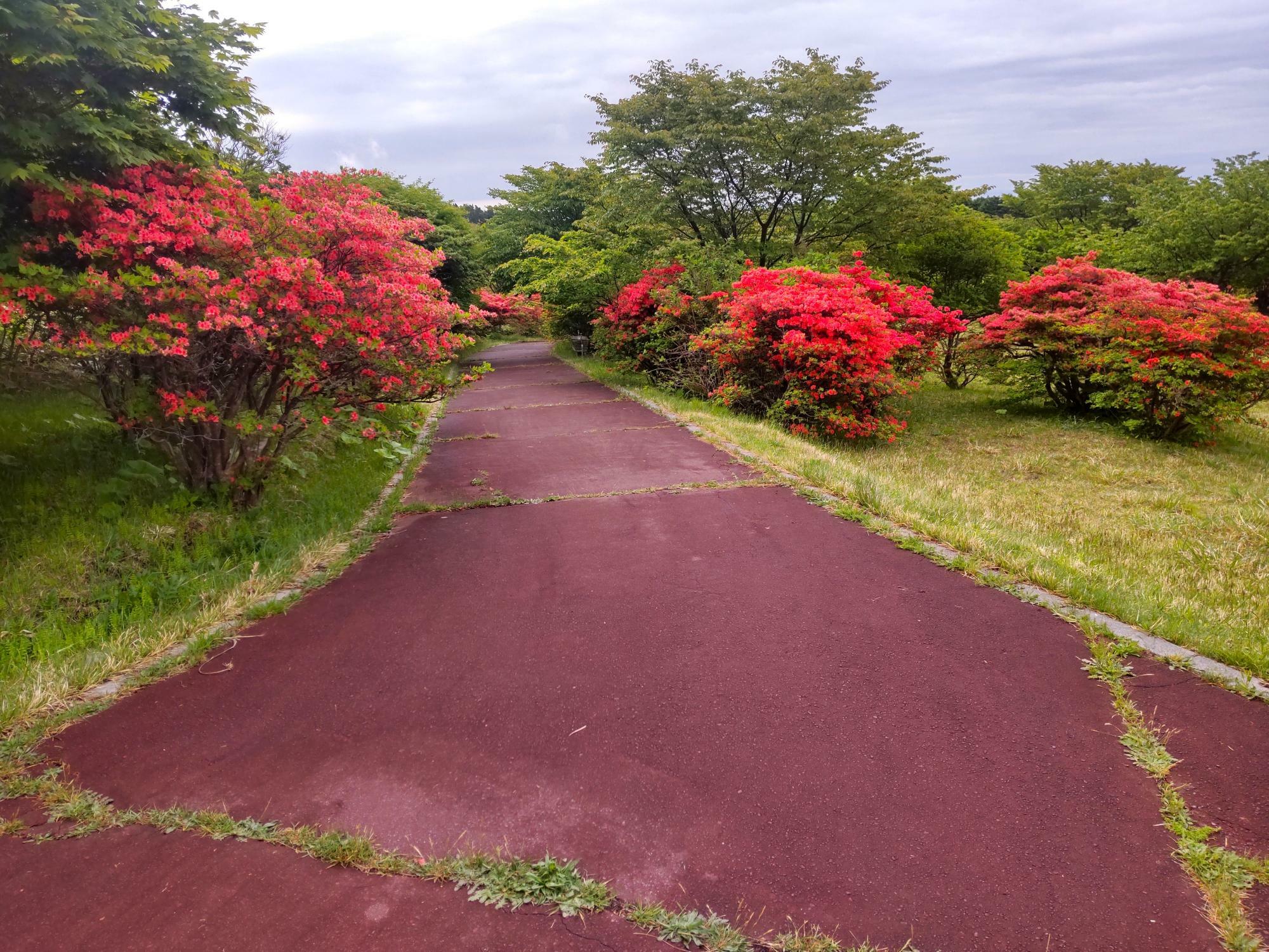 つつじの道：2023年の様子