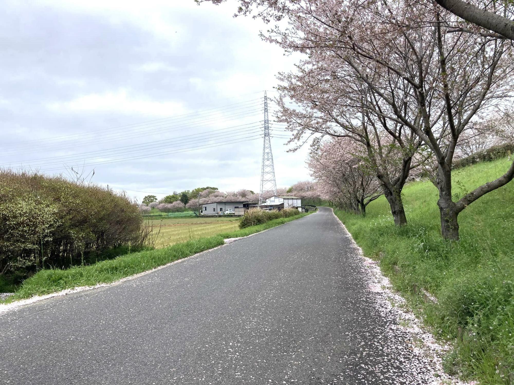 4月4日昼前に撮影。色味を少し調整しています。