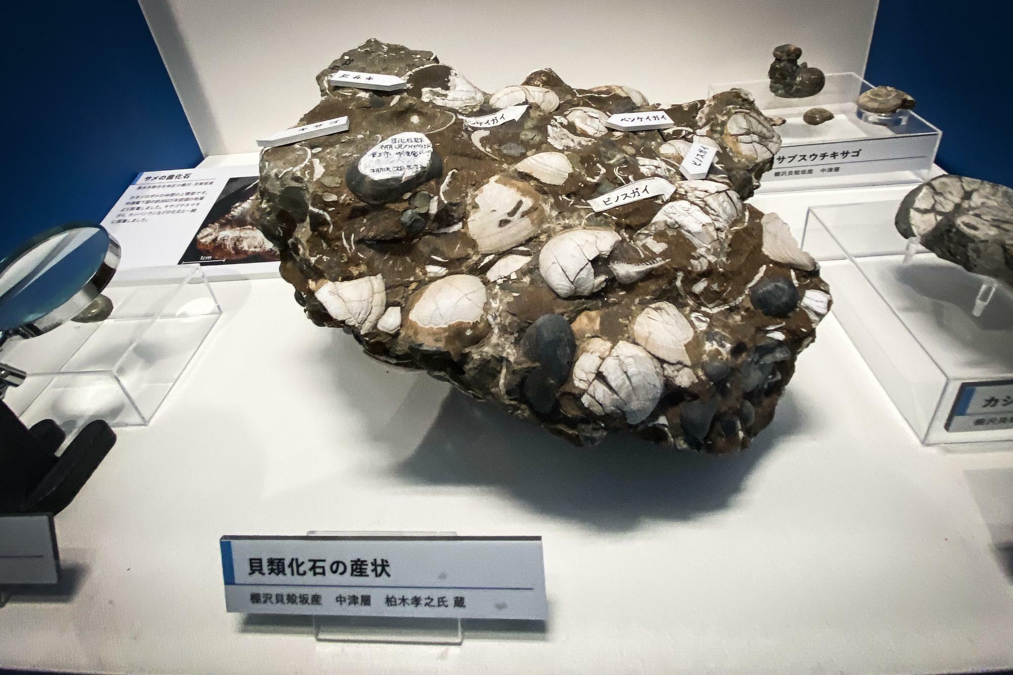 貝殻化石の産状