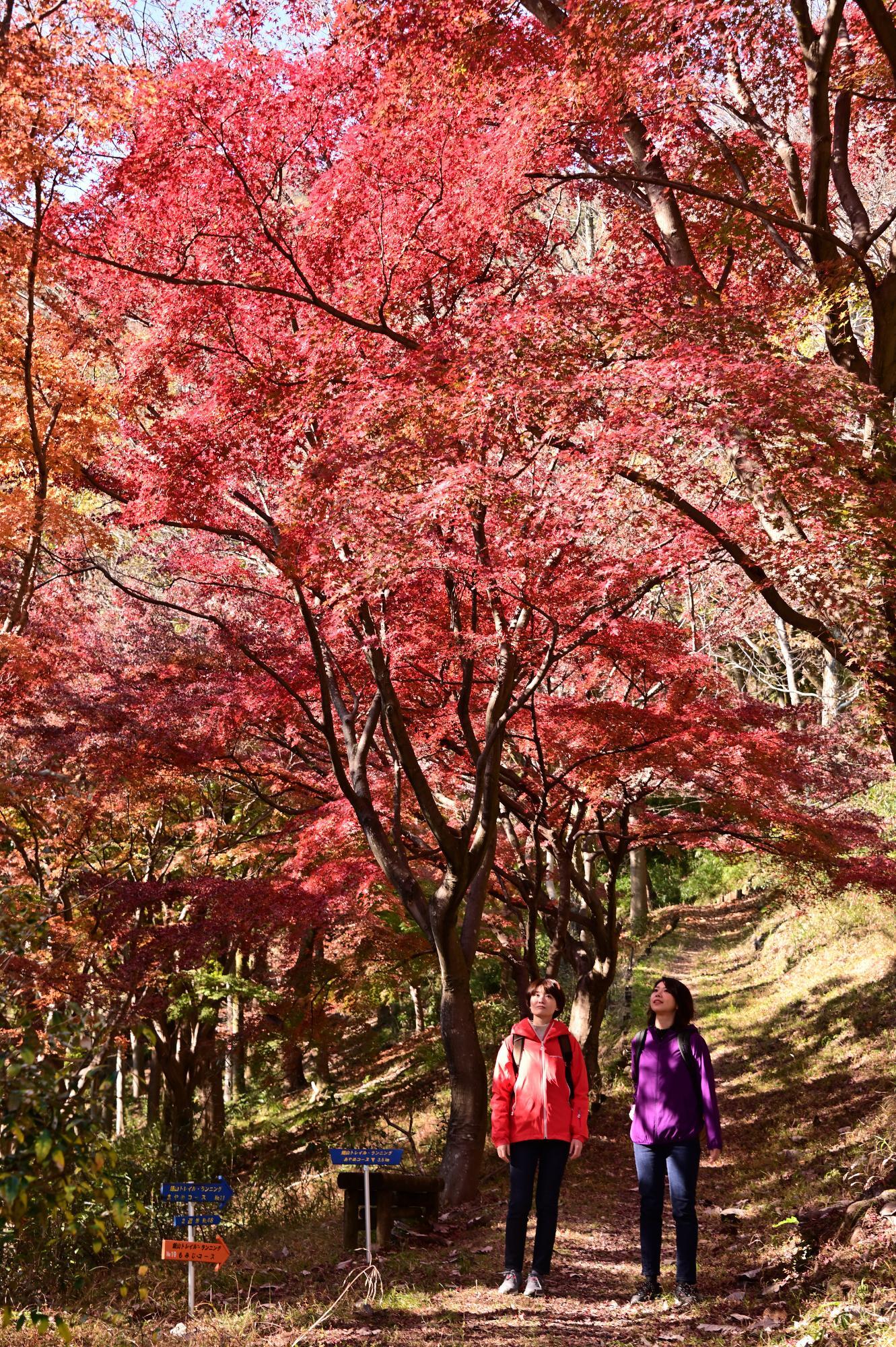 厚木市】紅葉を見にいこうよ〜厚木で一番きれいな紅葉が見られる 厚木市】紅葉を見にいこうよ〜厚木で一番きれいな紅葉が見られる