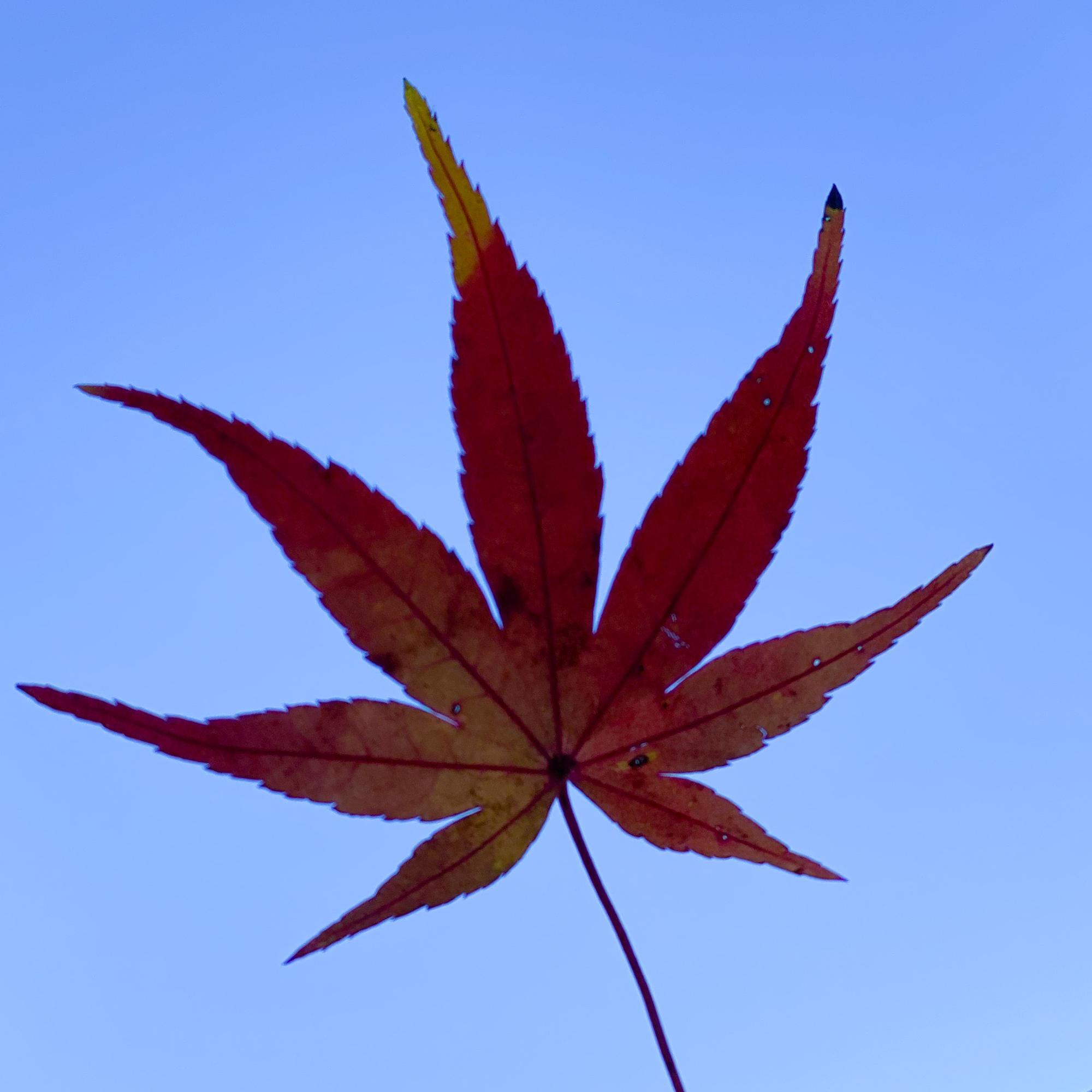 厚木市】紅葉を見にいこうよ〜厚木で一番きれいな紅葉が見られる 厚木市】紅葉を見にいこうよ〜厚木で一番きれいな紅葉が見られる