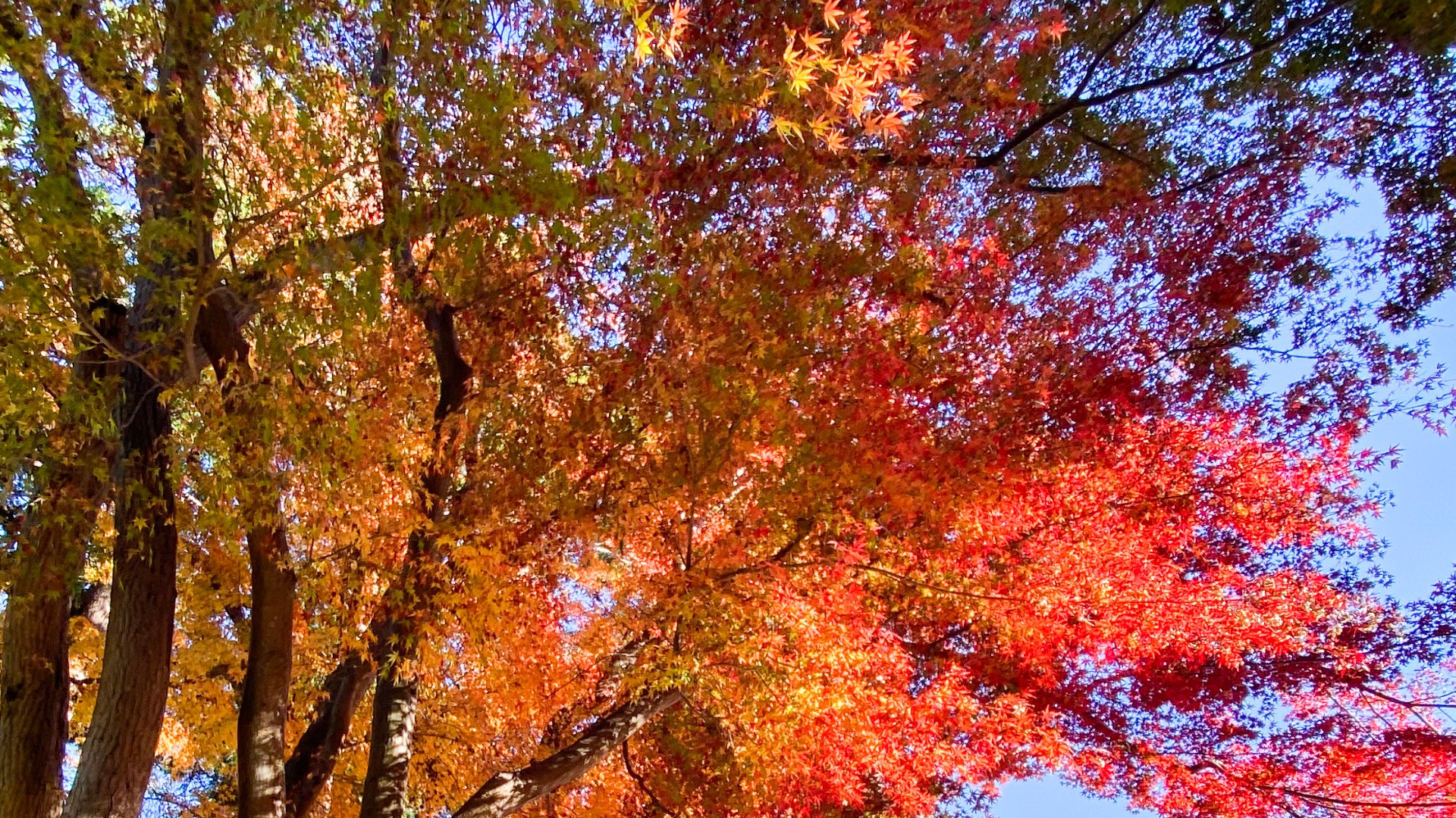 厚木市】紅葉を見にいこうよ〜厚木で一番きれいな紅葉が見られる 厚木市】紅葉を見にいこうよ〜厚木で一番きれいな紅葉が見られる