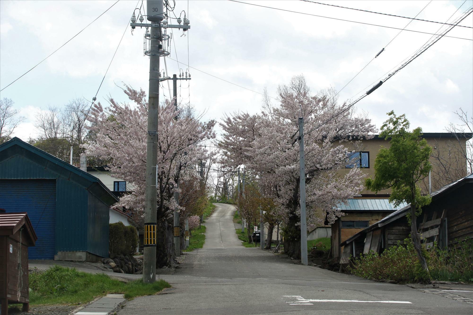 旧増毛駅から増毛灯台に行く道にある桜(2023年4月30日撮影)