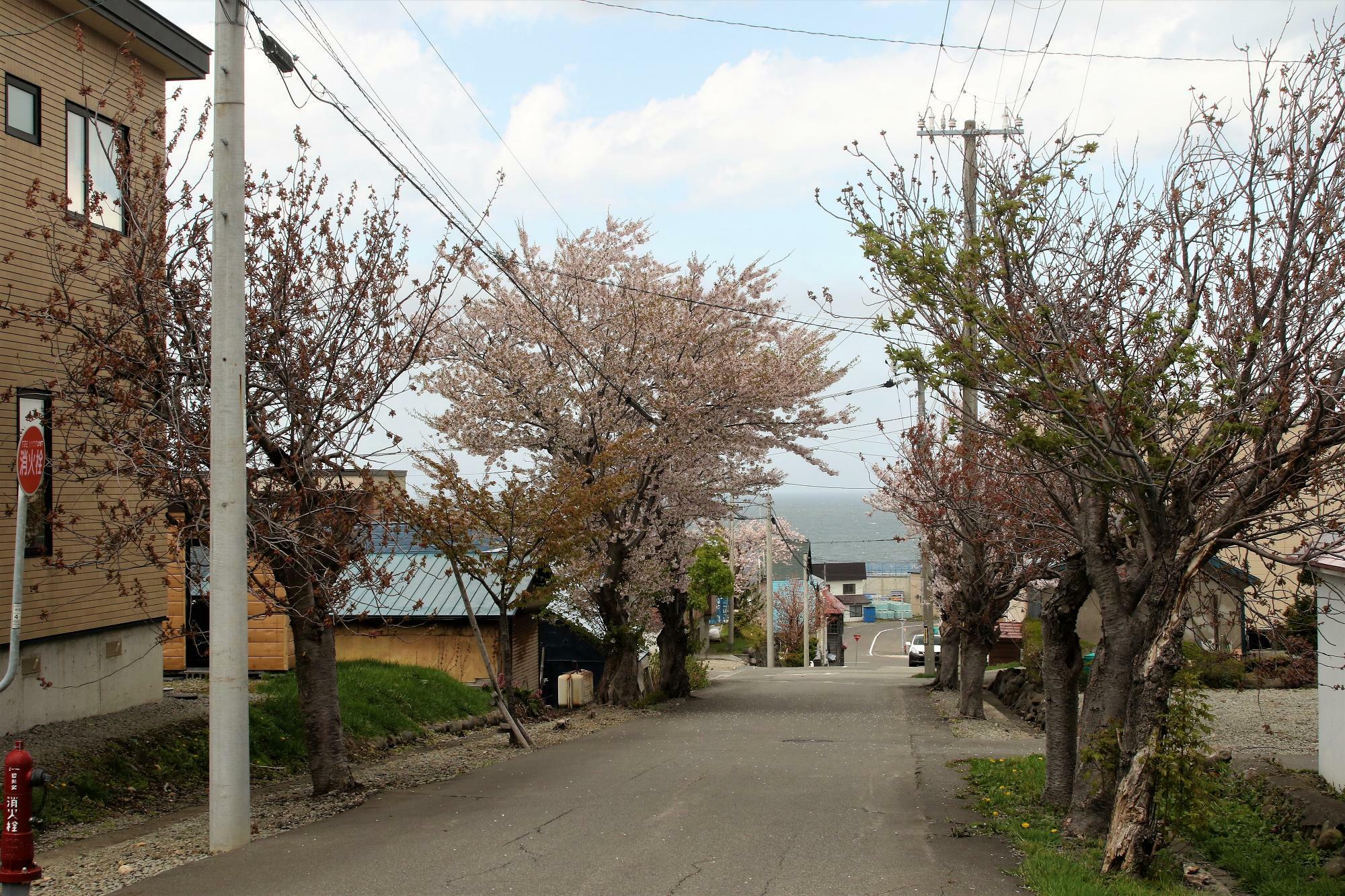 下りる時に撮影した桜(2023年4月30日撮影)