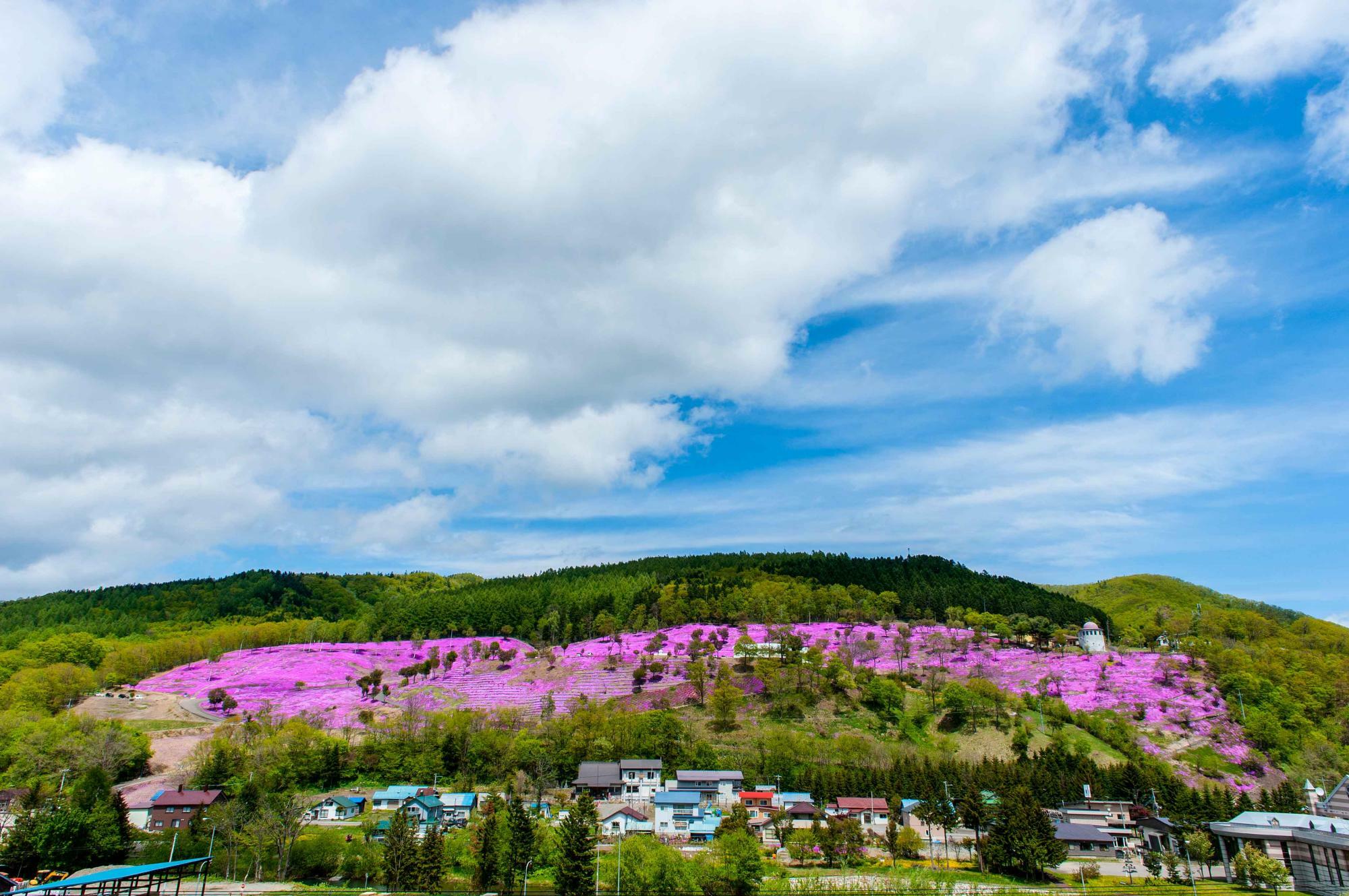 シーズン時の芝桜公園　提供：(一社)滝上町観光協会