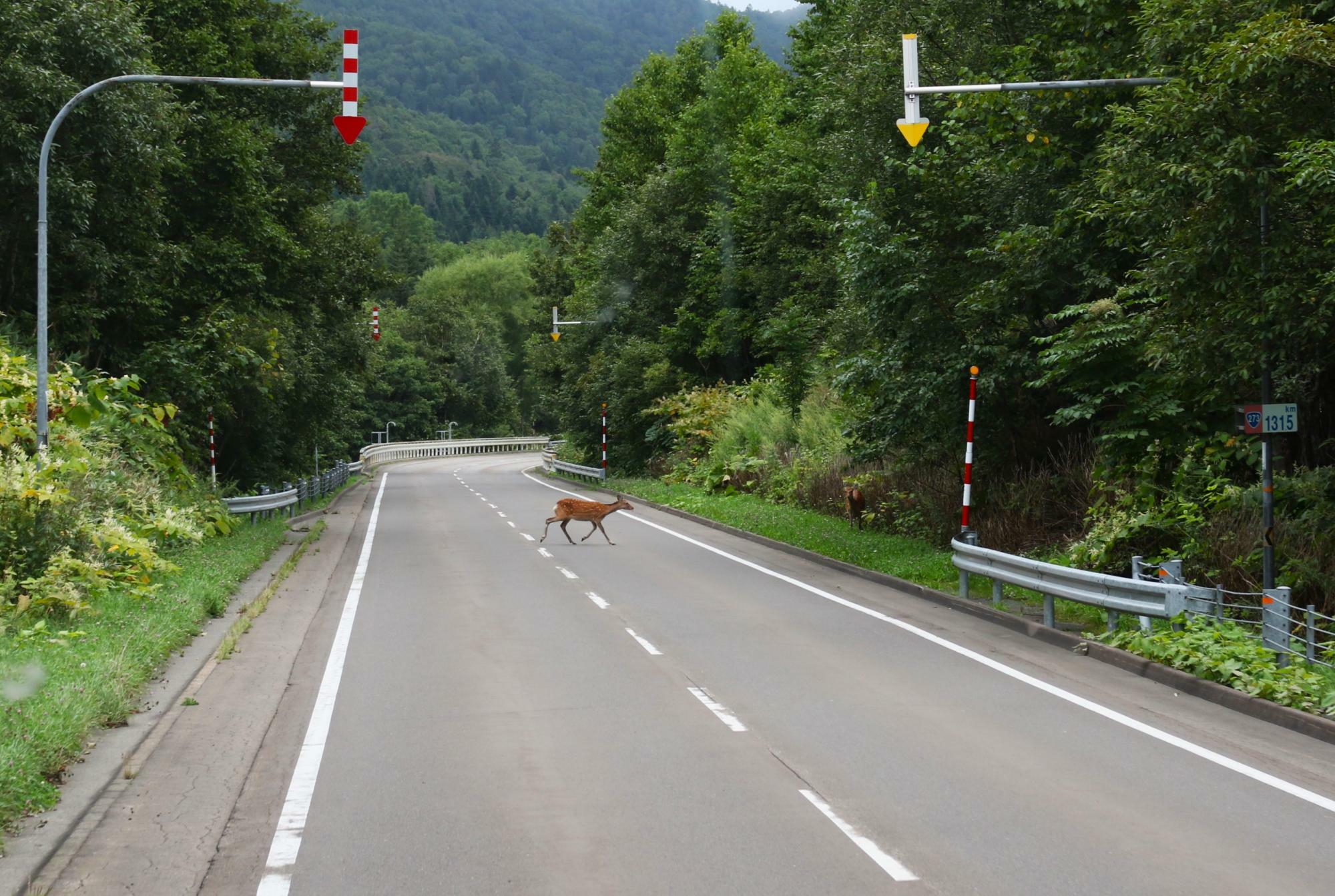 鹿と遭遇し減速