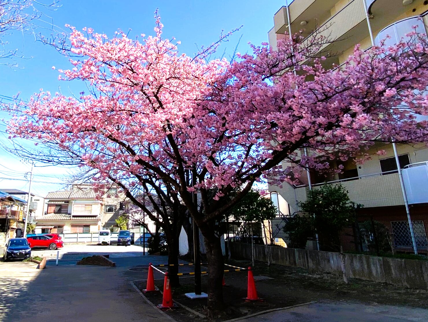 青い空に映える桜はとてもきれいです