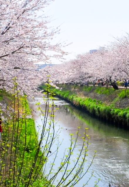 2023年の様子。桜のトンネルが今らから楽しみです。(画像提供元 (公社)千葉観光物産協会)