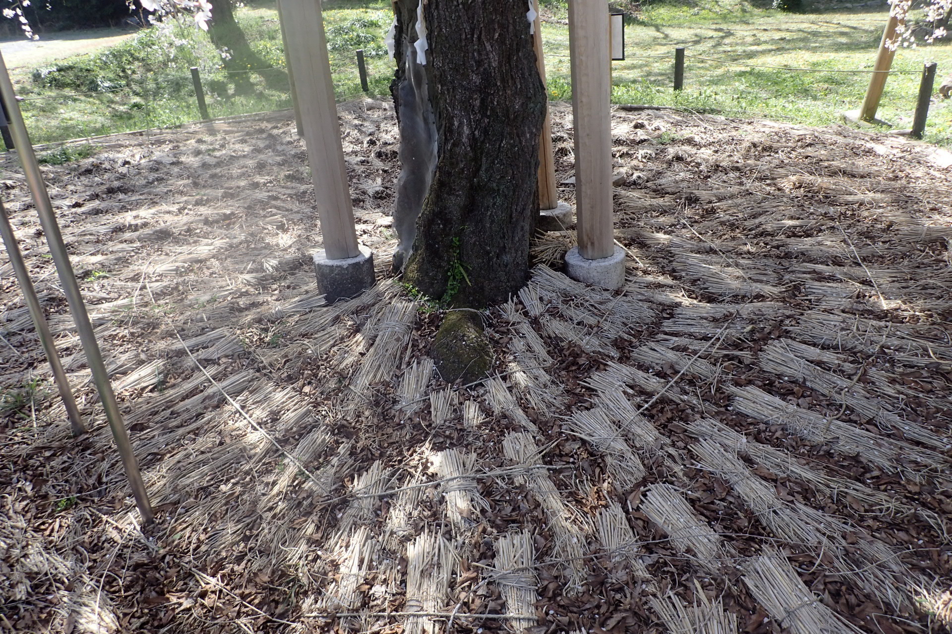 木の根元に綺麗に敷き詰められた藁