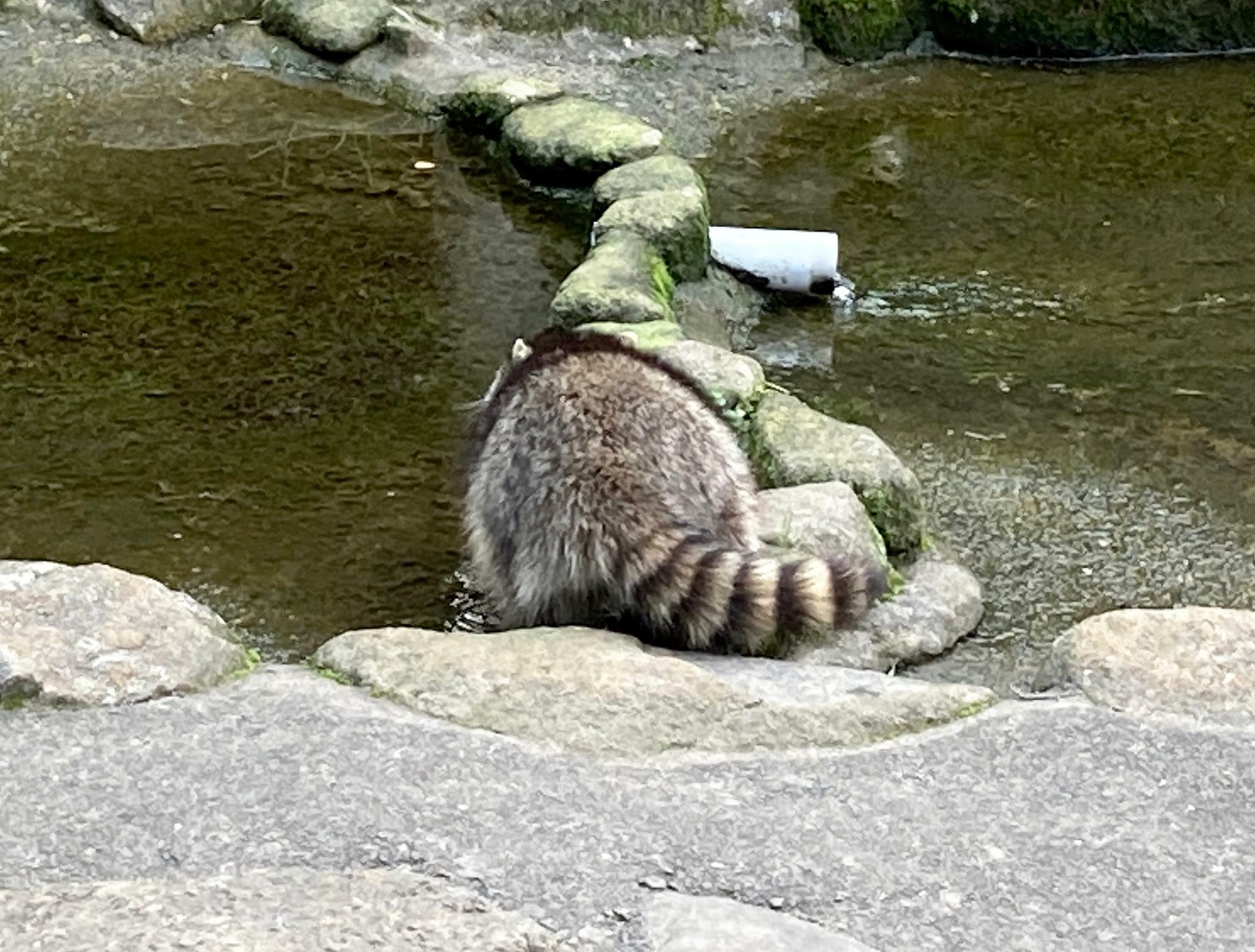 後ろ姿まで愛らしいあらいぐま