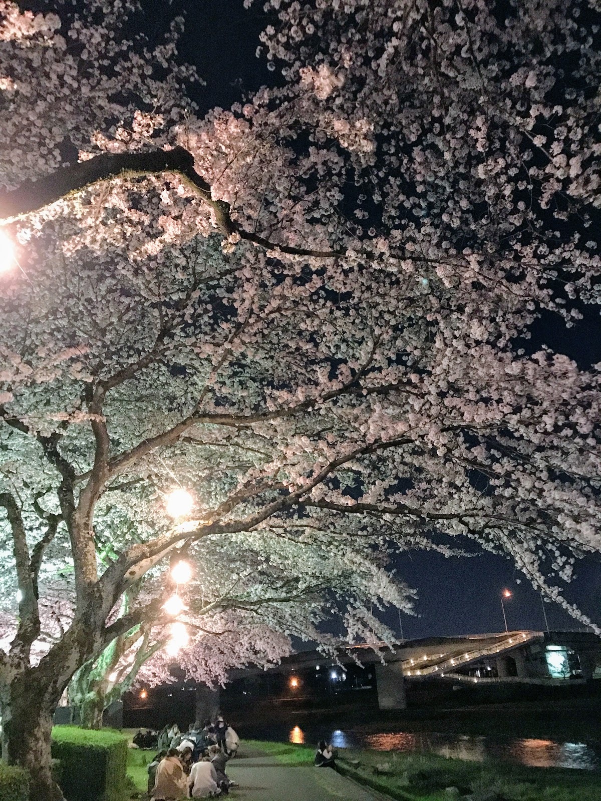 市役所横、可児川沿いの夜桜の写真
