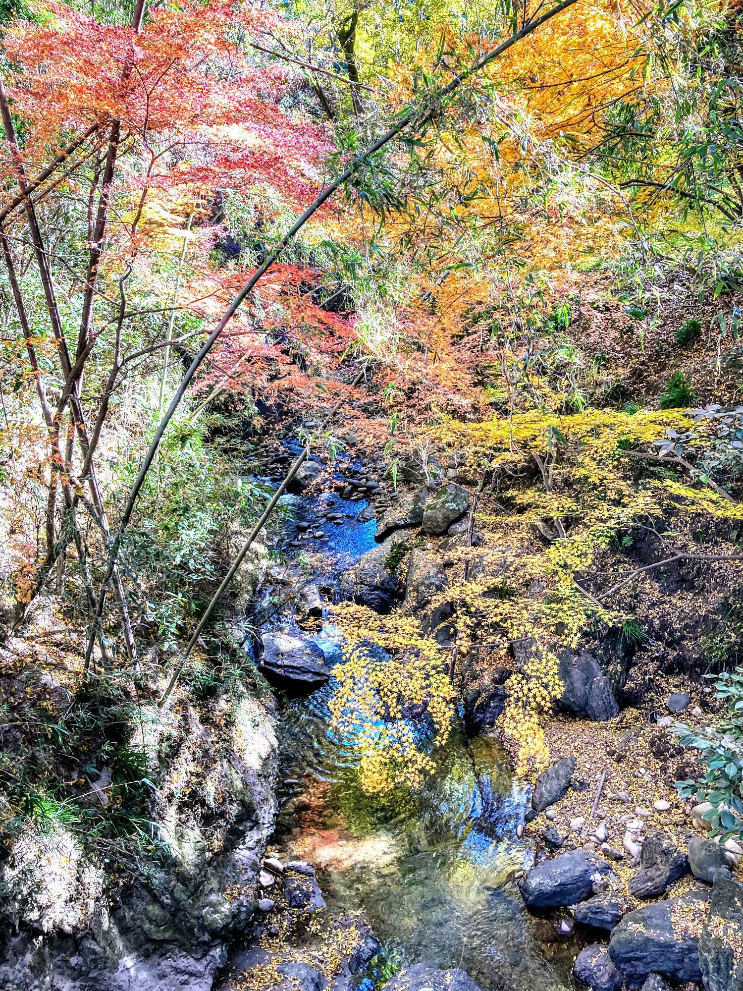可児川渓谷と紅葉