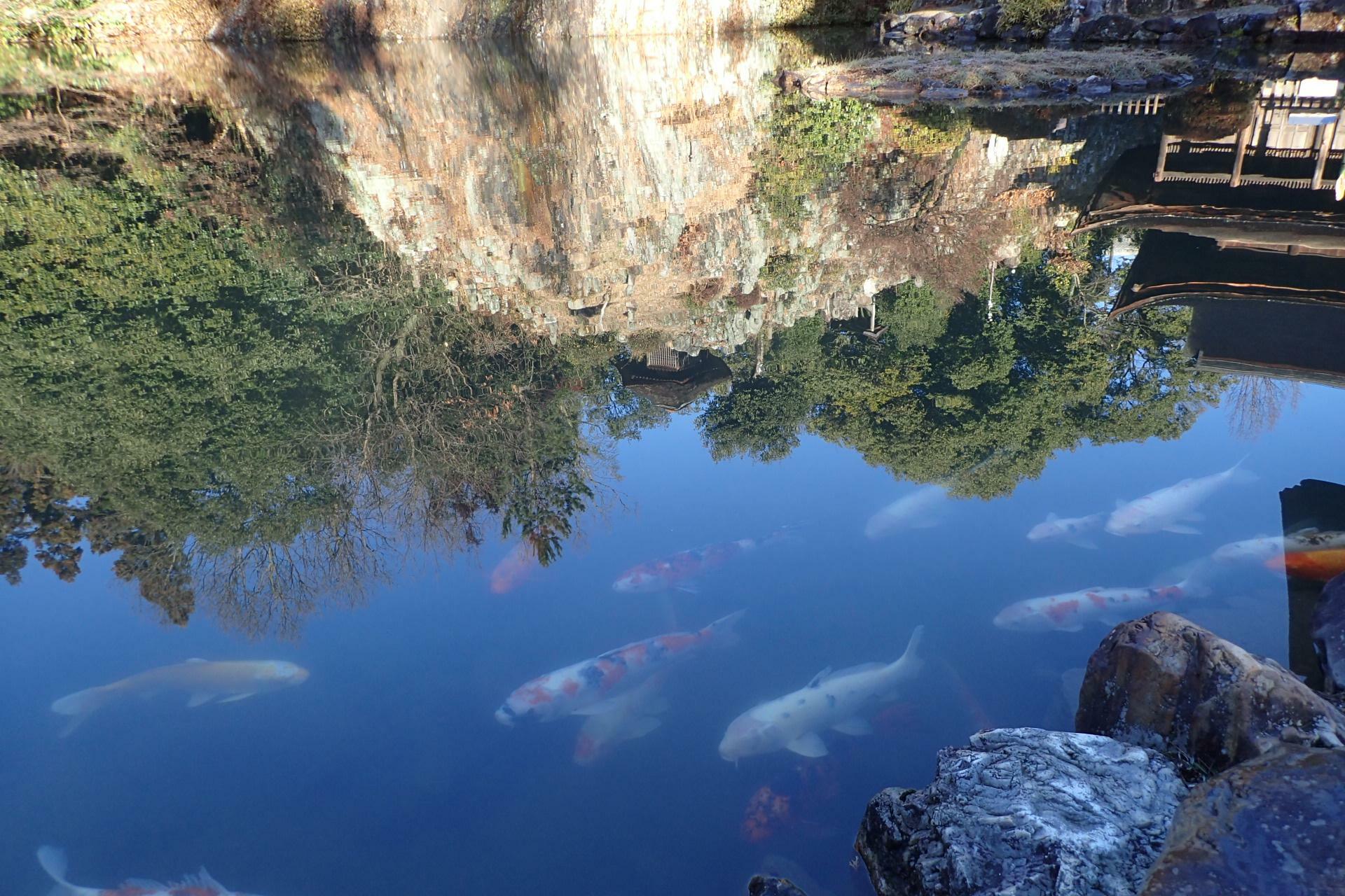 池を泳ぐ鯉と、反射する風景