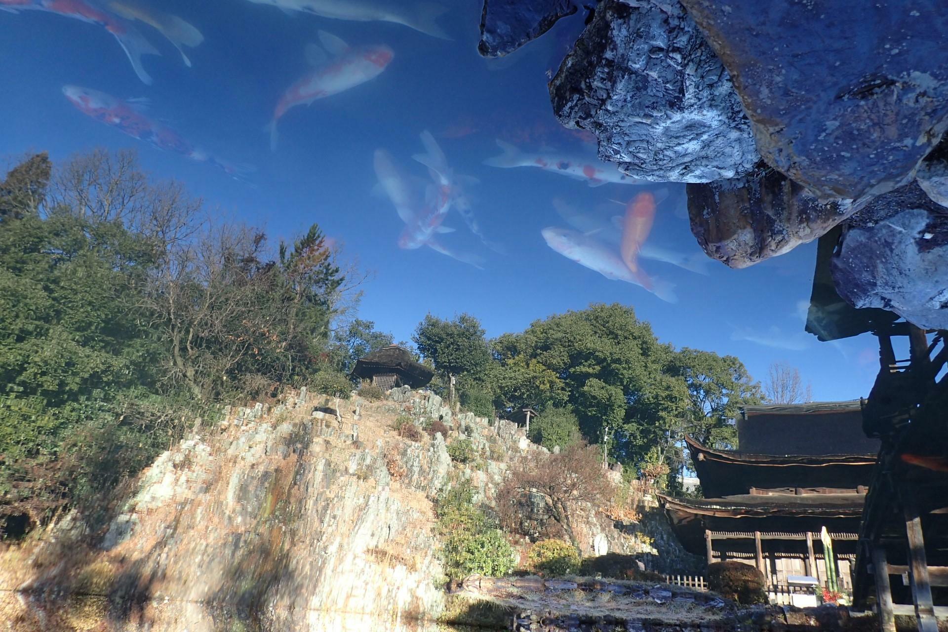 池を泳ぐ鯉の写真も上下反転させると、合成写真のような不思議な写真に