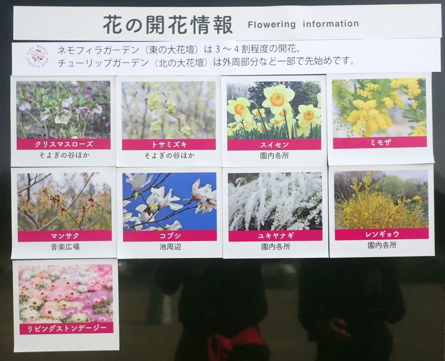 3月３０日に掲示されていた、花の開花情報