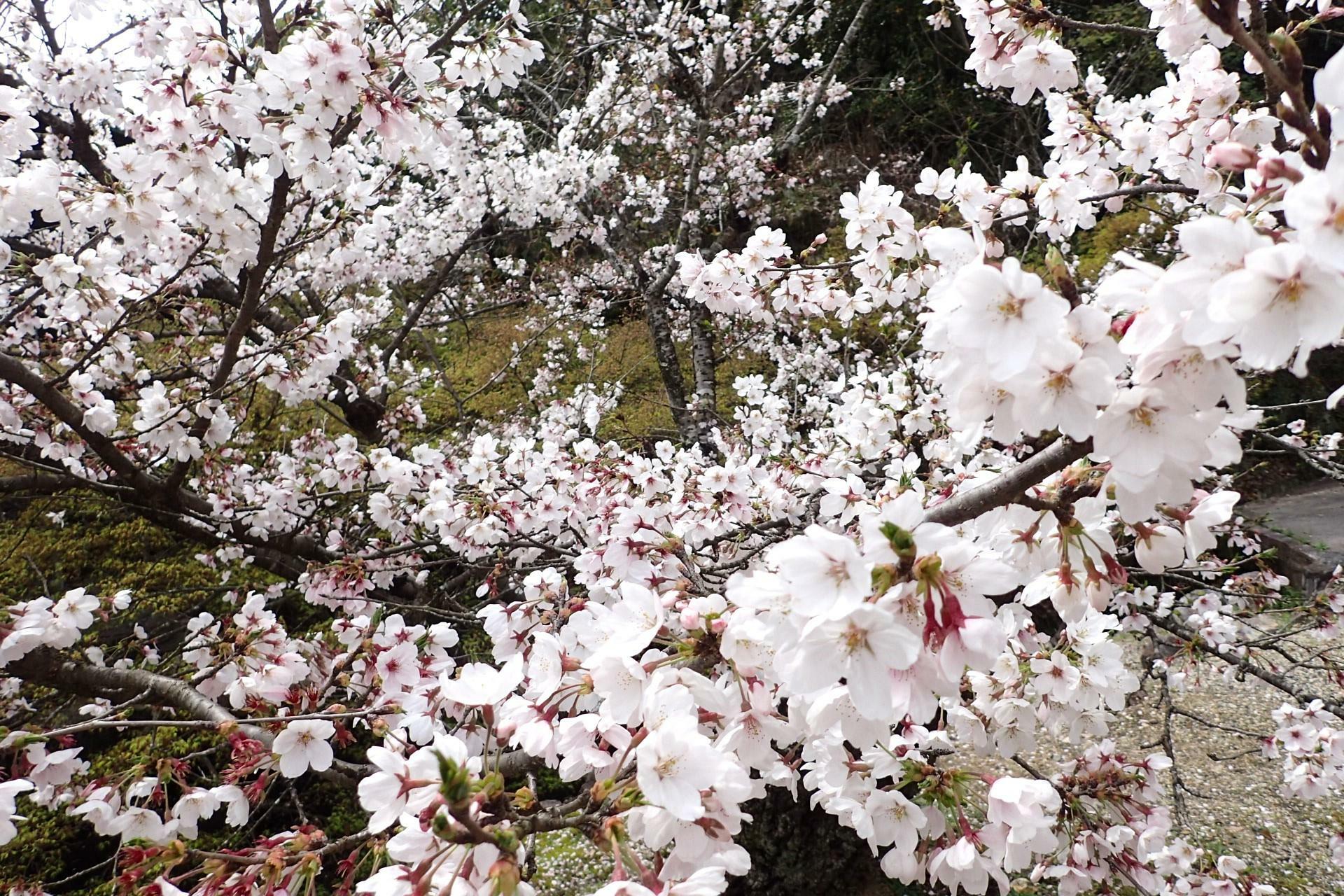 虎渓山永保寺の桜　