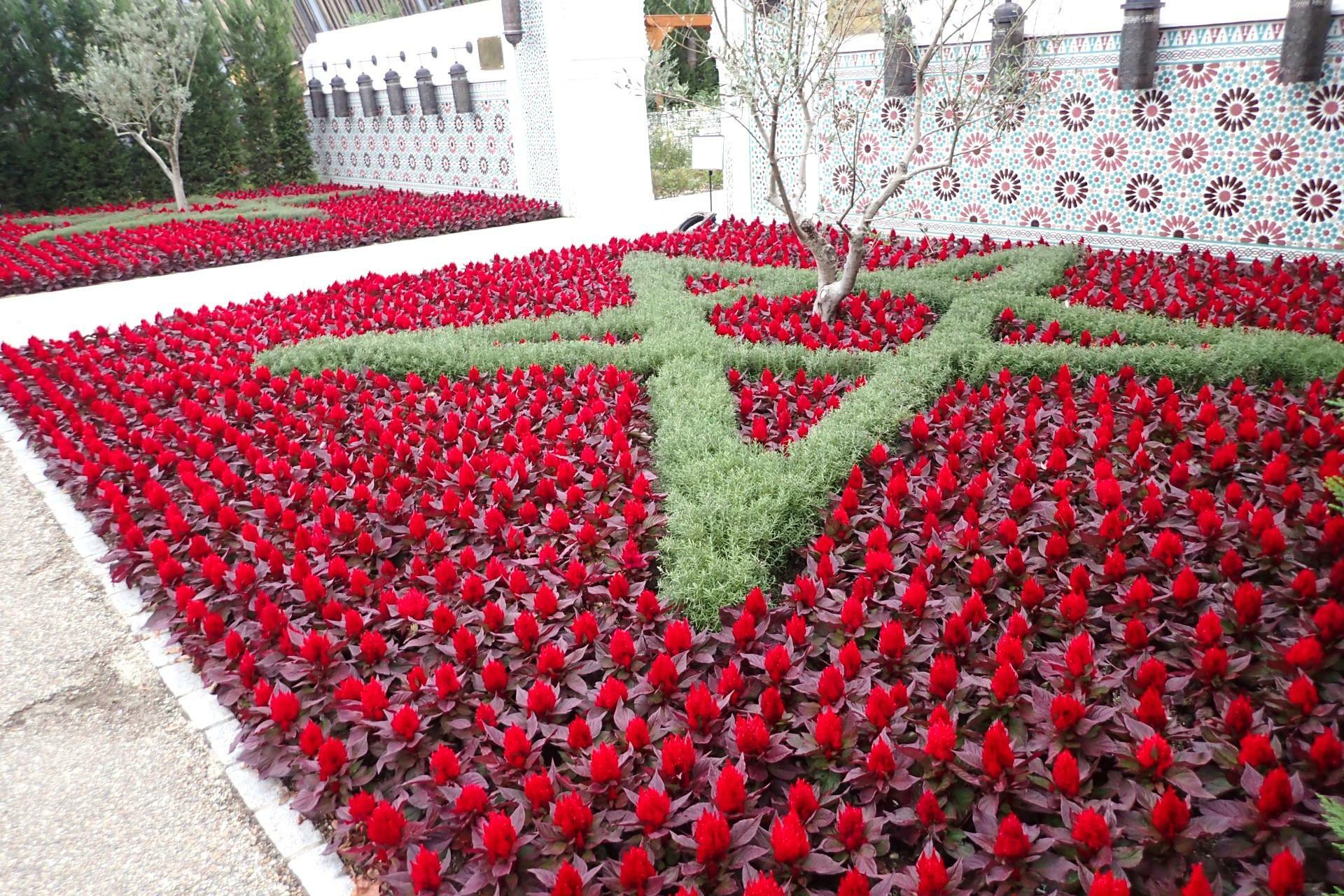 モロッコガーデン前の花壇に咲いたお花がとても綺麗でした（2024年11月16日撮影）