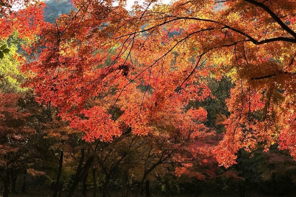 過去に撮影した可児川下流域自然公園の紅葉