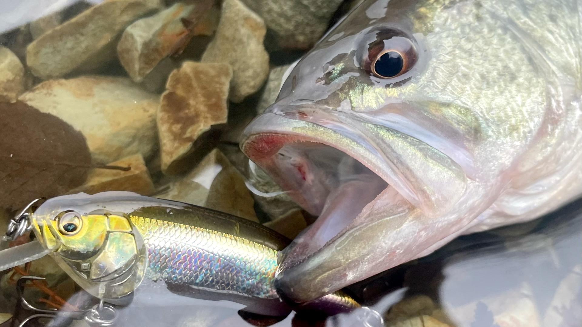 KG fish KG FISH スイムベイト DRTより品薄です。 107cm・16.4kgの野鯉で魚拓を制作させていただきました。 寝て