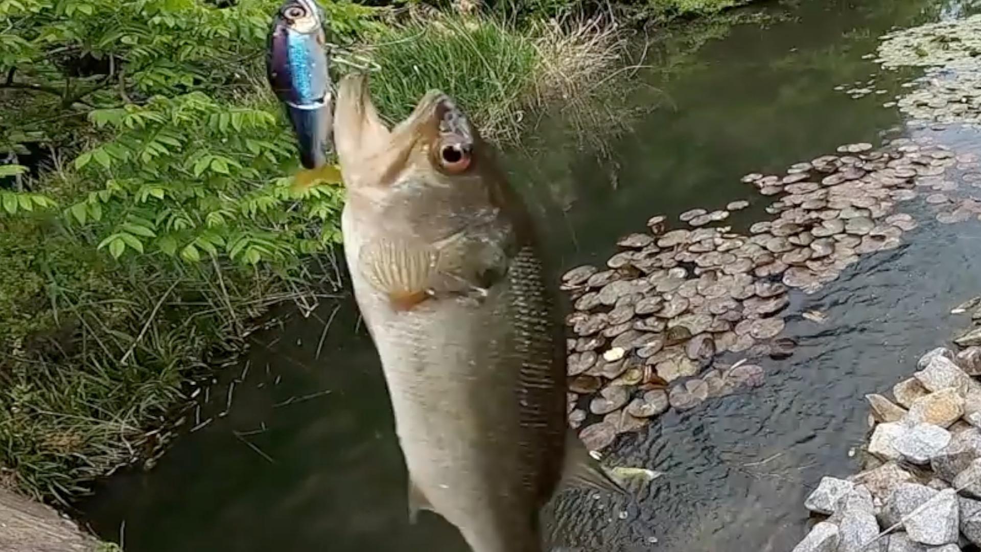 小さい池で小魚ルアー使って釣りしてみたら効果は抜群だった