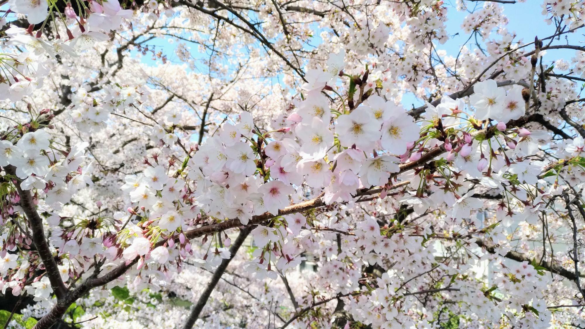 海蔵川の桜（2019年4月8日撮影）