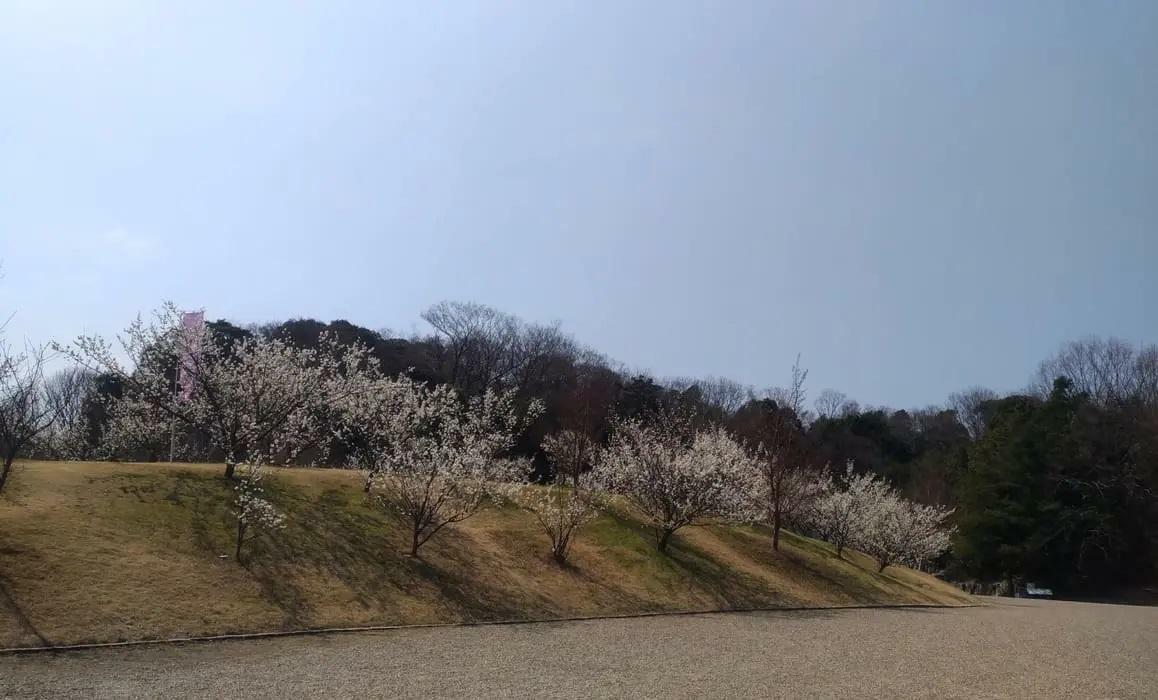 梅の花が綺麗な頃の南部丘陵公園