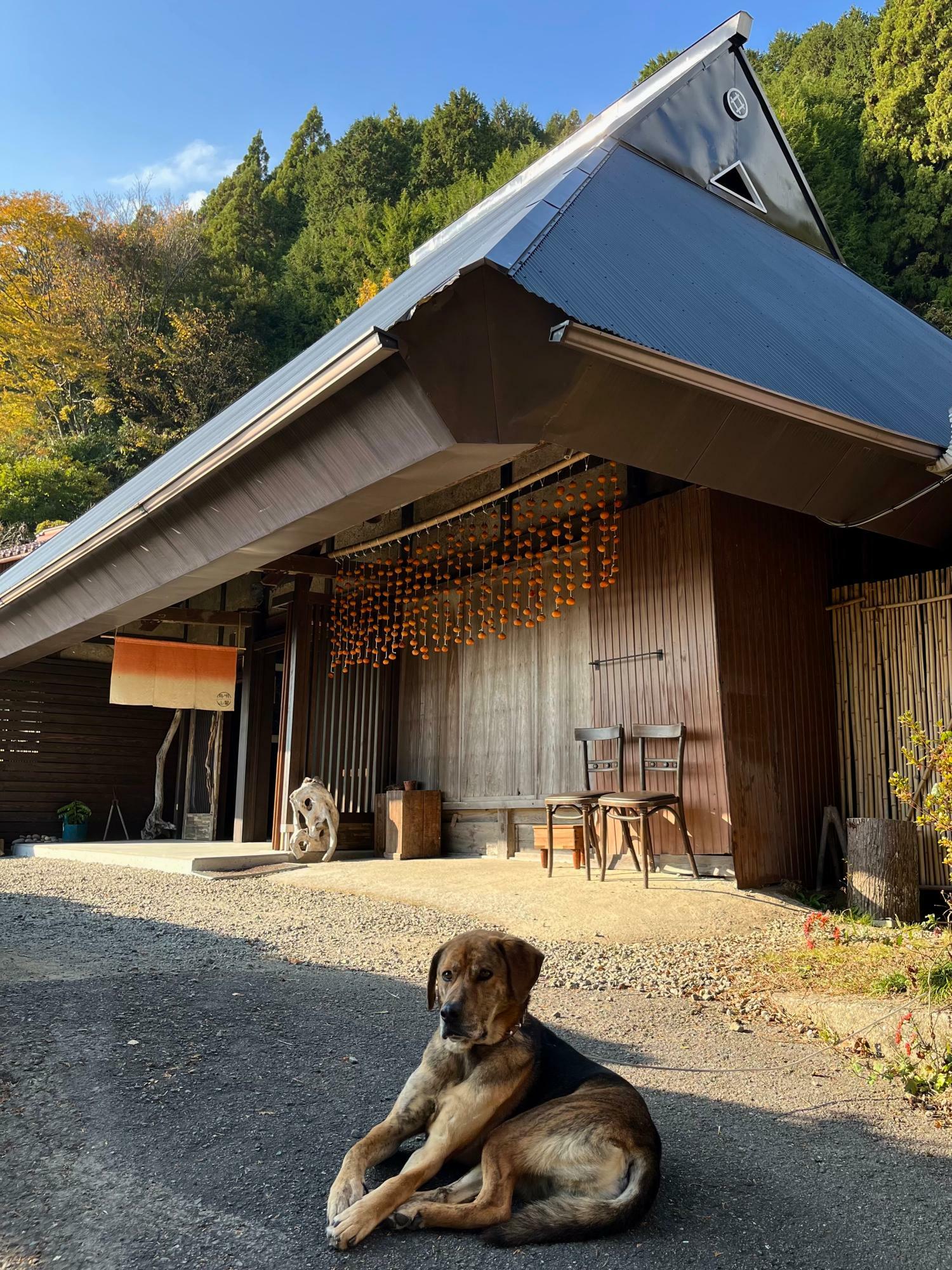 築190年の古民家を自分らで改装した店舗と看板犬マルタ（画像提供：鳥唄山馨）