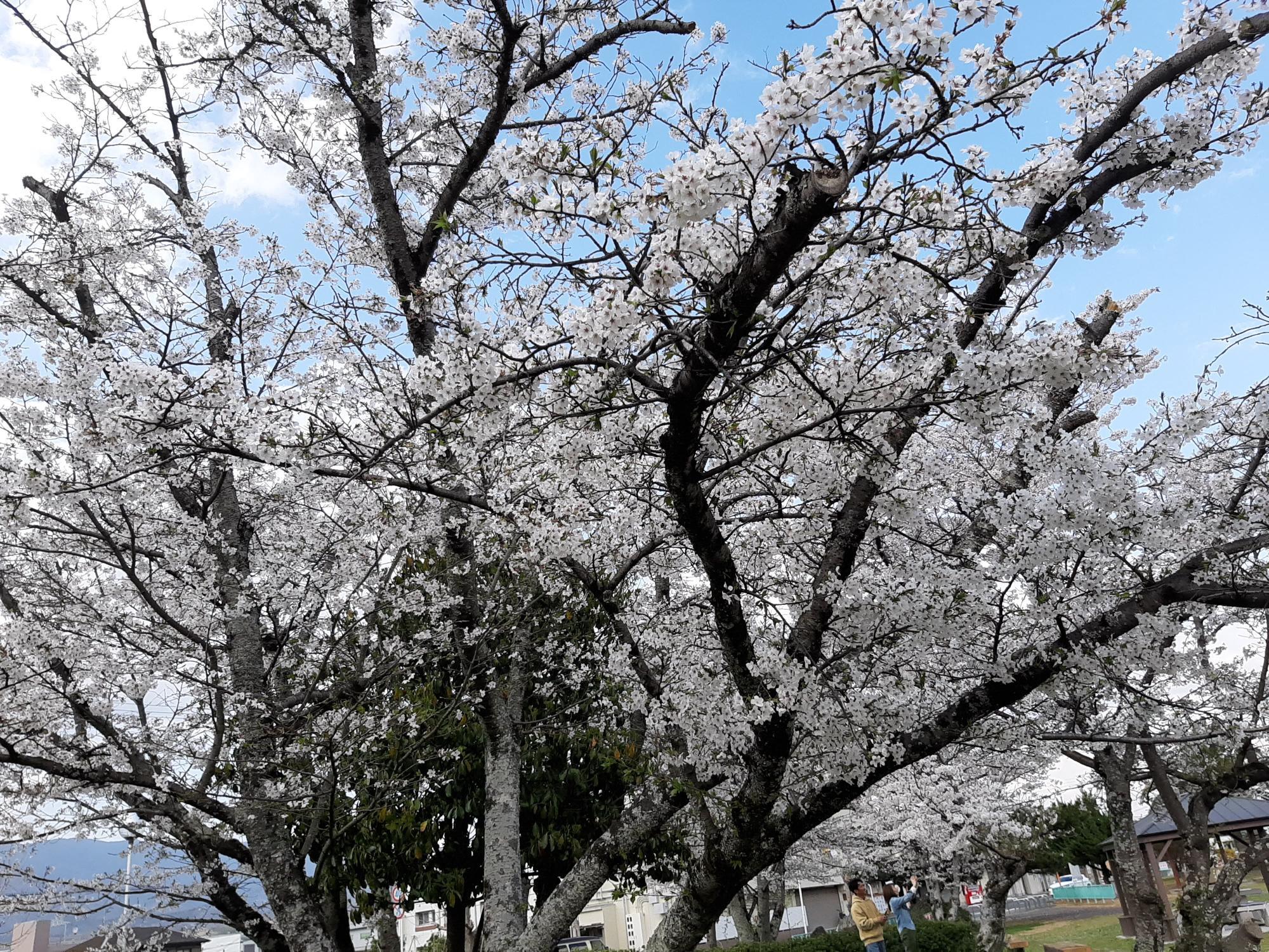 伊都郡】かつらぎ町〜高野山 桜開花状況4選(スピカ 伊都郡】かつらぎ町〜高野山 桜開花状況4選(スピカ