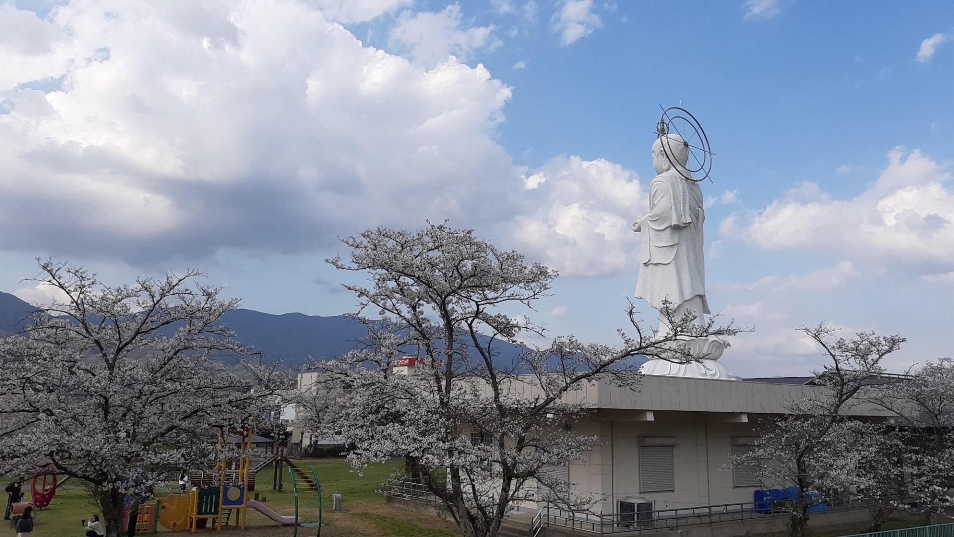 伊都郡】かつらぎ町〜高野山 桜開花状況4選(スピカ 伊都郡】かつらぎ町〜高野山 桜開花状況4選(スピカ