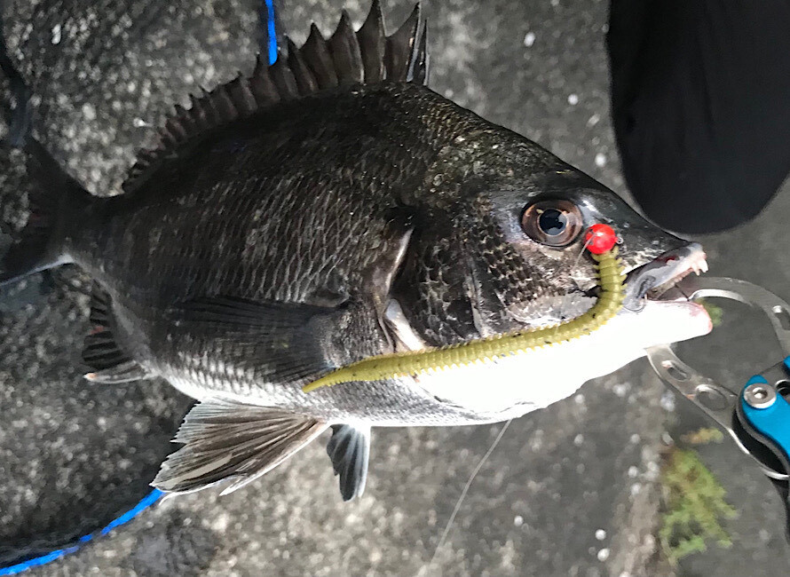 ジグヘッド+パワーイソメ（人口エサ）で釣れたチヌ