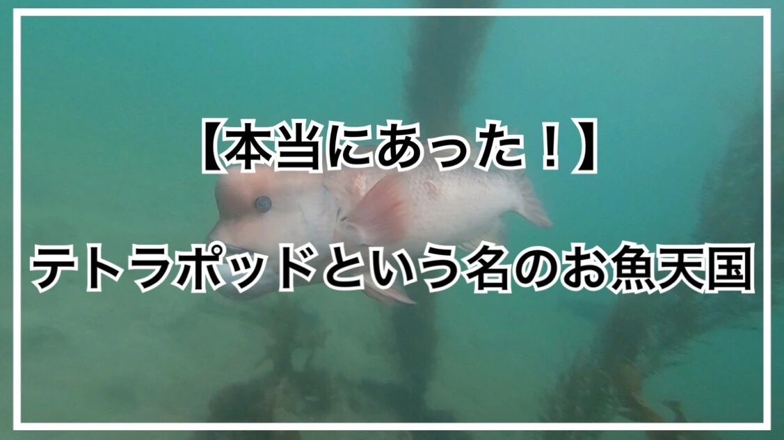 身近な海にお魚天国？】驚くべきテトラポッドの秘密とは？（タビカツリ