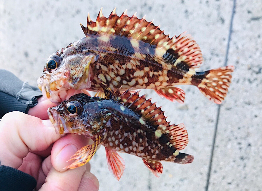 小さい魚ばかり釣れるポイントは魚が抜かれている可能性大