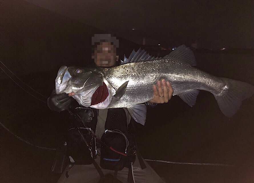 夜釣りならこんな大きな魚も狙える