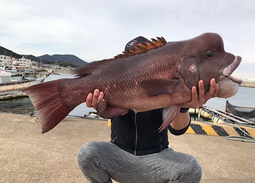 近くの堤防で釣った70センチ超えのコブダイ