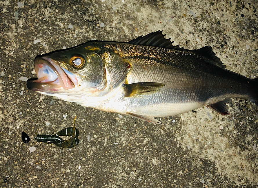 大阪湾奥の運河で釣ったシーバス