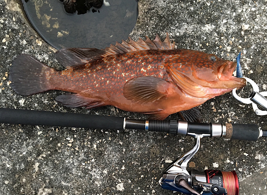 大阪湾奥で釣った40センチのキジハタ