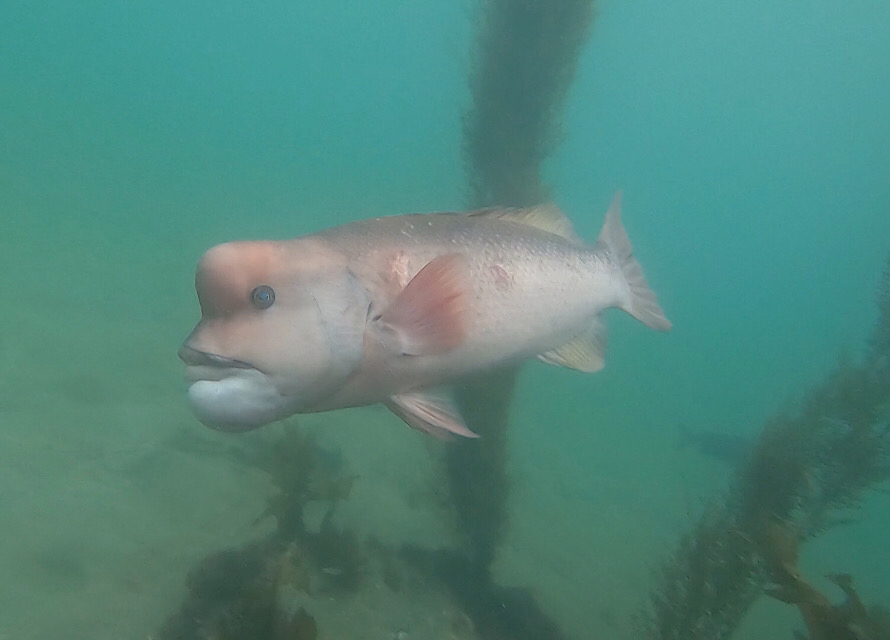 魚がいる層（タナ）をイメージするのが大切