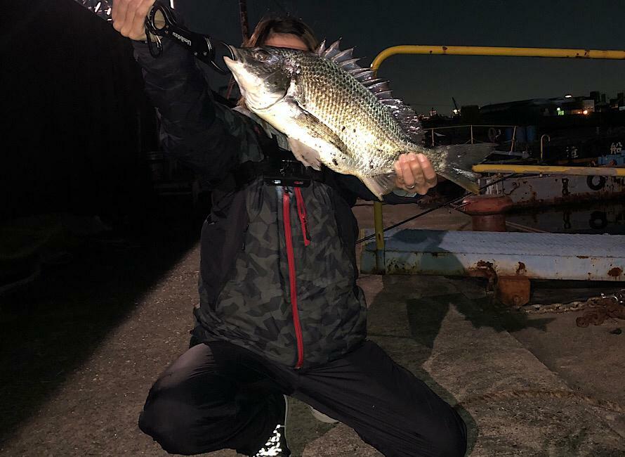 大阪の運河で釣れた40センチのキビレチヌ