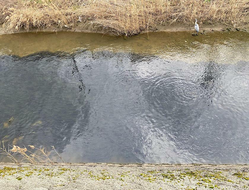 散歩中に水辺を見つけ覗き込むと、ボラの大群がいました