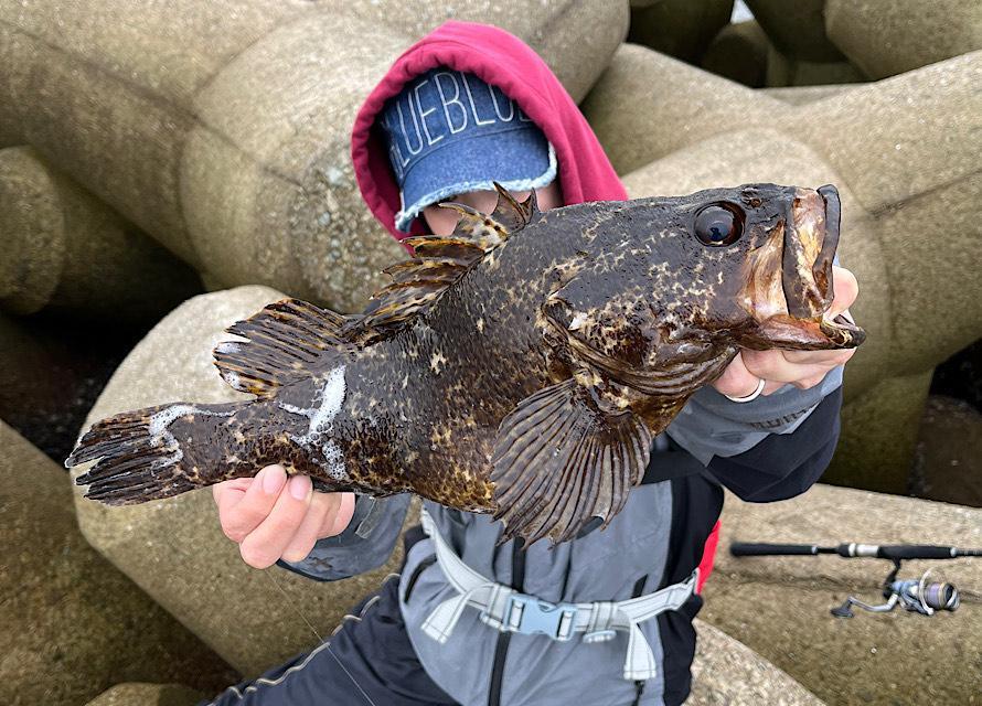 消波ブロック周辺で尺越えの根魚ゲット