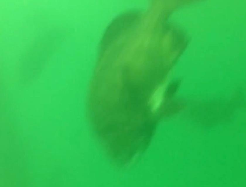 水中カメラに映った3匹のクロダイ　※透明度の低い大阪湾での撮影のため、画像が不鮮明ですがお許しください