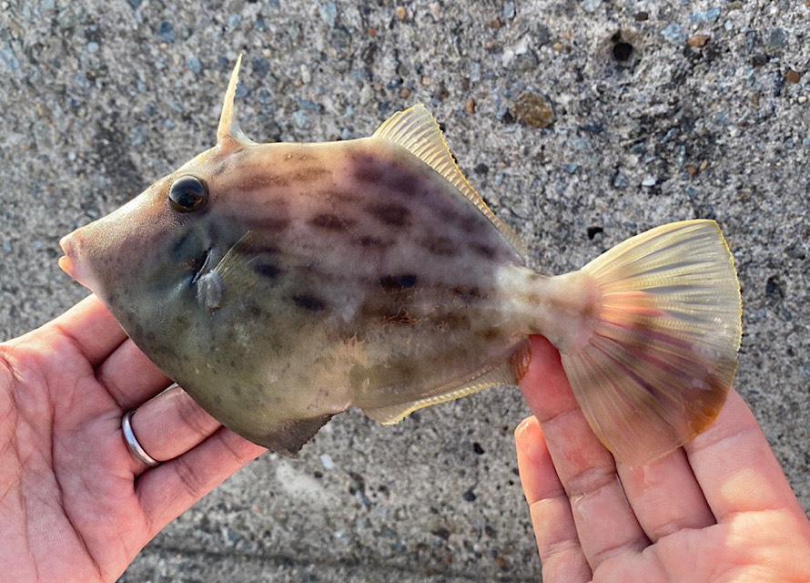 胴付仕掛けで釣れたカワハギ