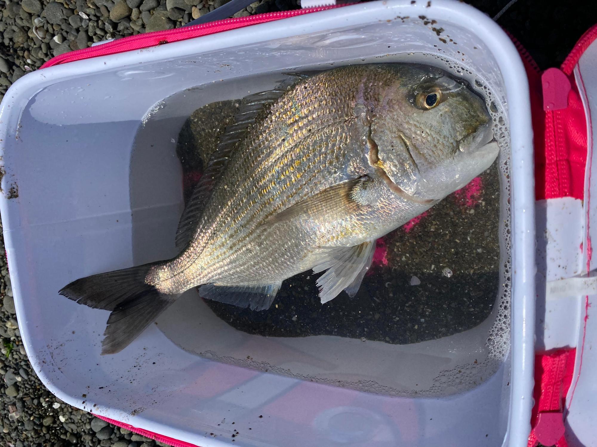 釣りキャンプで釣れたヘダイ