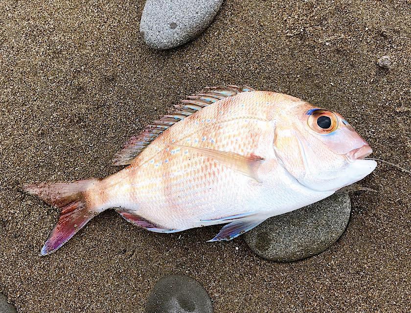 釣りキャンプで釣れたマダイ